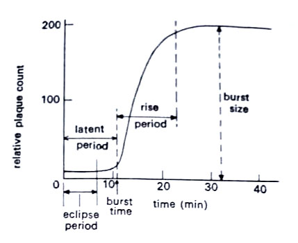 One-step multiplication curve of a T-even phage